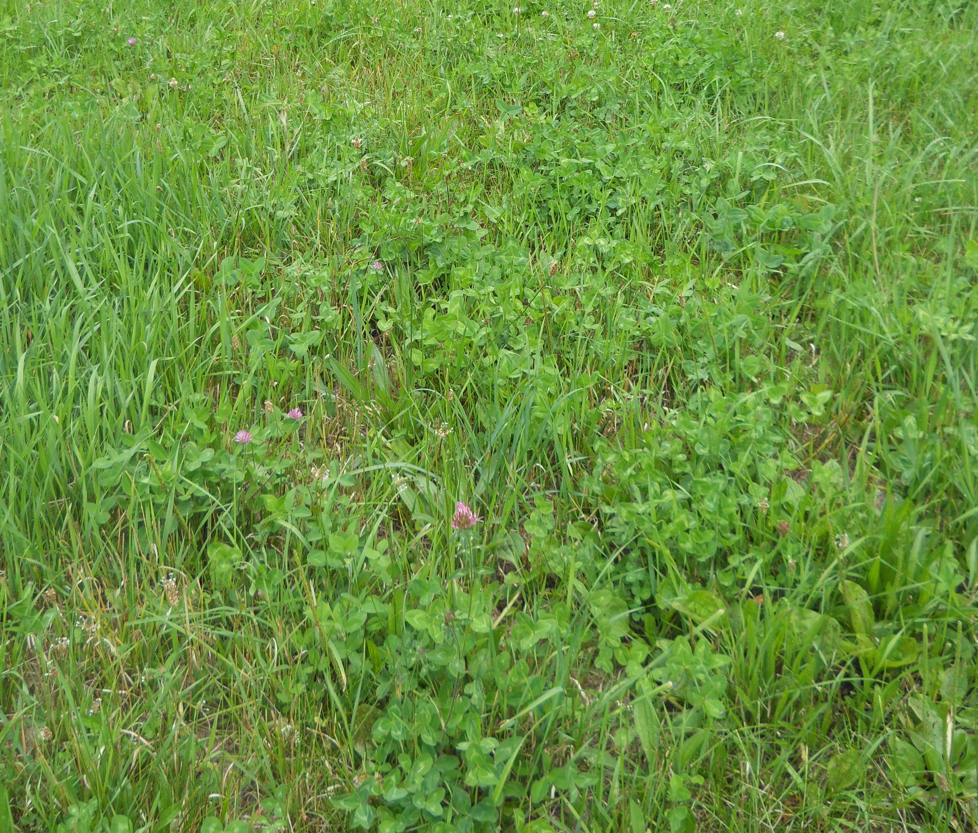 Hayfield pasture